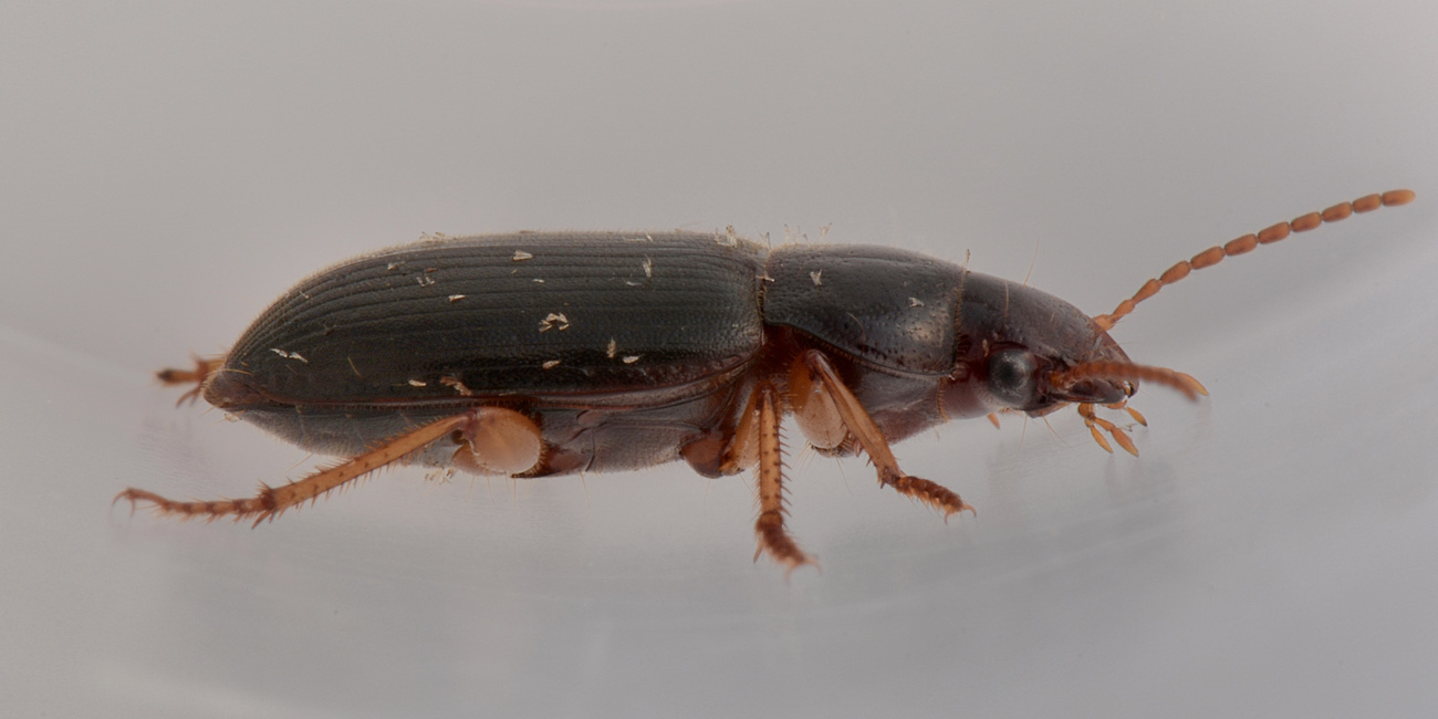 Carabidae ai funghi, Ophonus puncticeps?...Ophonus sp.